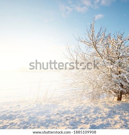Hoar frost on tree, snow-covered field and hills in the background. Sunny winter day after a blizzard. Christmas vacations, nature, environment, ecology, climate change, global warming