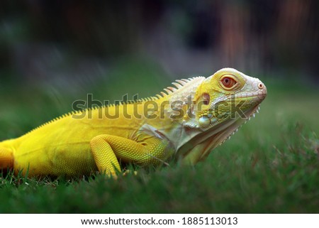 Closeup of yellow albino iguana closeup,  Albinoi iguana closeup, animal closeup