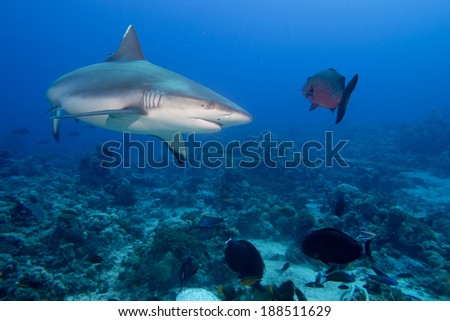 A grey white shark jaws ready to attack underwater close up portrait