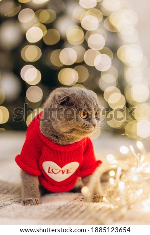 Portrait of a cat in a New Year's image. Christmas. Pets