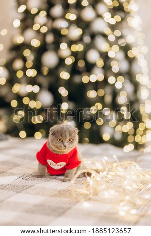 Portrait of a cat in a New Year's image. Christmas. Pets