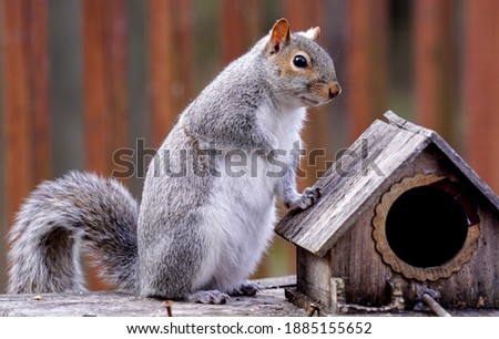 Squirrel poses by the bird house                              