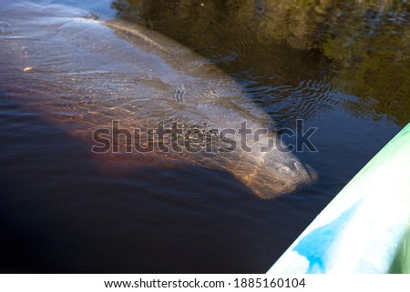 West Indian manatee Trichechus manatus swim in the Orange River near a kayak in Fort Myers, Florida.