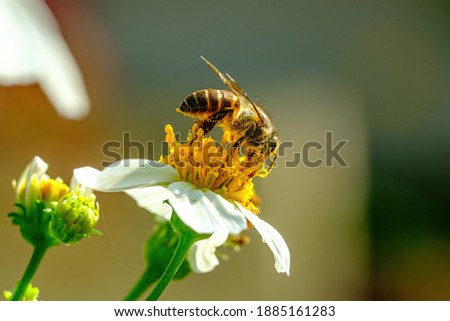Close up bee on a flower