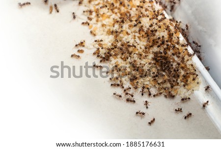 Close up of red imported fire ant infestation with eggs