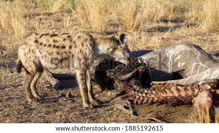 A hyena feeding on a carcass in the South African bush