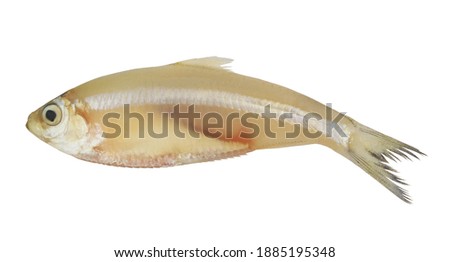 Fresh white sardine fish isolated on white background