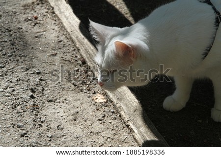 white cat with one eye on the walk
