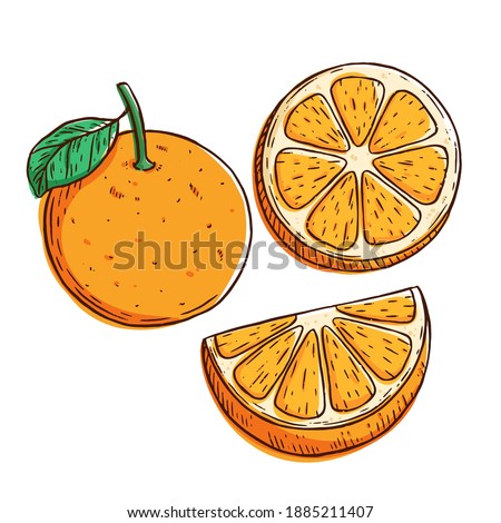 Set of mango hand draw with color on white background