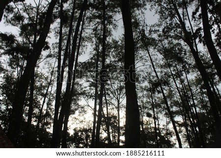 pine trees dazzle the eye