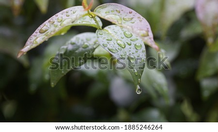 Morning dew on green leaves.