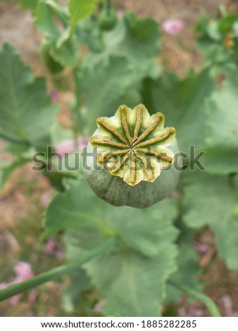 Poppy seed capsule in closeup