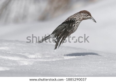 Looking for food, portrait of Spotted Nutcracker on snow (Nucifraga caryocatactes)