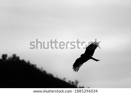 Close up shot of silhouette of an Eagle bird flying in the sky with open wings