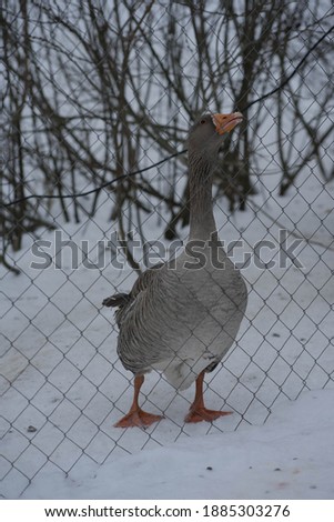 gray goose with orange legs and beak
