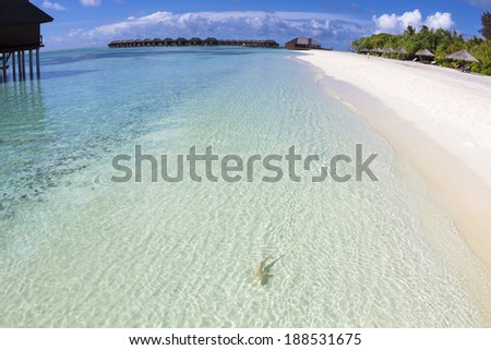 shark on the beautiful beach . maldives