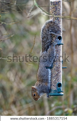 Grey Squirrel (Sciurus carolinensis) Adult hanging on bird feeder eating.