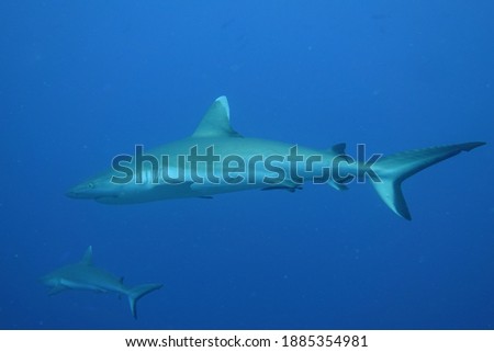 Shark at the Reefs of Maledives