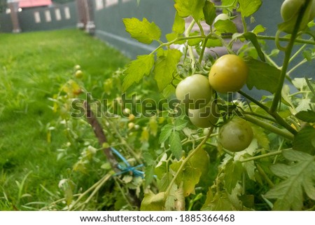 Close up view and selective focus of fresh cherry tomatoes or the scientific name called as Solanum lycopersicum at the small garden.