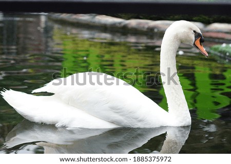 White swan on a lake, Goose,