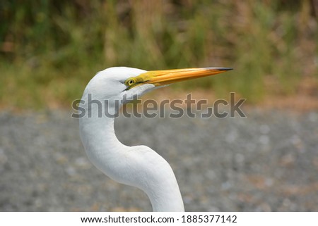 A spectacular egret located in Long Island Living Area