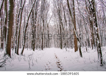 Snow-covered forest. Winter in Bucharest.Beautiful view.Falling snow.White Christmas.Frost