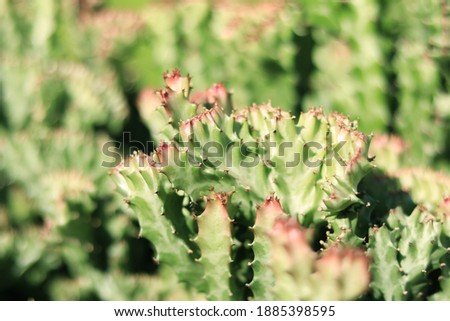 Euphorbia lactea Haw. F. cristata grafted on Euphorbia neriifolia L. Background cactus green, red.