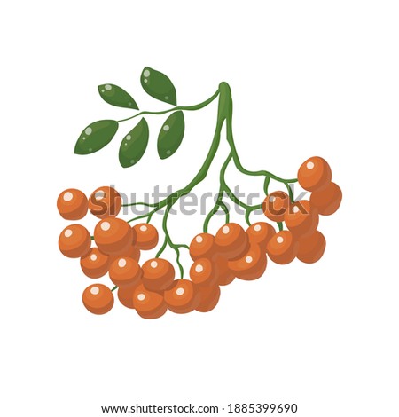 Rowan branch with leaves and berries vector illustration isolated on white background. Rowan autumn design. Red, forest berries. Vector objects, icons, elements.