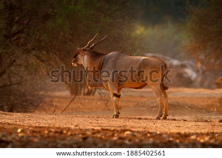 Eland anthelope, Taurotragus oryx, big brown African mammal in nature habitat. Eland in green vegetation, Mana Pools NP, Zimbabwe. Wildlife scene from nature.  Royalty-Free Stock Photo #1885402561