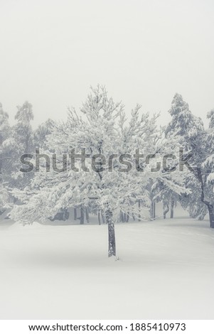 Snow landscape with frozen tree .