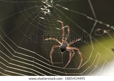 A spider out of proteinaceous created spiderweb