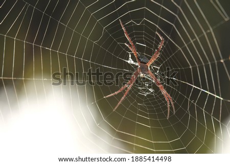 A spider out of proteinaceous created spiderweb