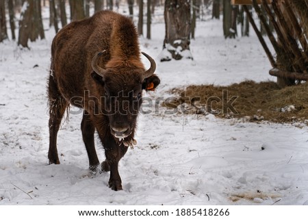 Bison are fed hay in the reserve at winter