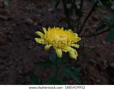 Gazania linearis is a species of flowering plant.Calendula officinalis, the pot marigold. morifolium is a species of perennial plant Lobularia maritima Hardy chrysanthemums Gazania rigens