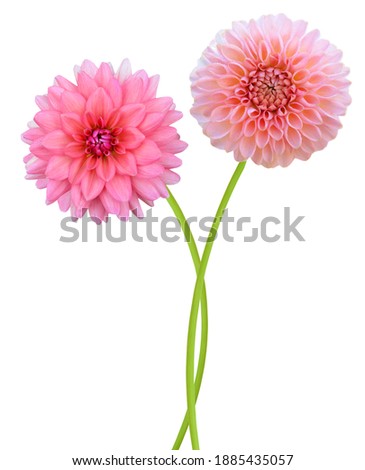 Beautiful pink dahlia branch isolated white