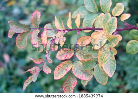 Yellowed rosehip leaves on a green background, a branch with thorns, vegetative background