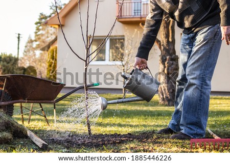 Watering freshly planted fruit tree in garden. Senior man gardening at his backyard during springtime. Using watering can after planting tree Royalty-Free Stock Photo #1885446226