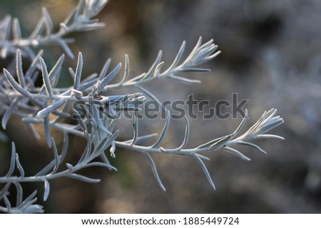 Silver Gray Spiky Shrub Bush Macro