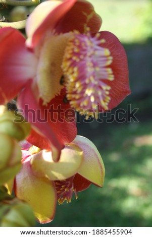 Beautiful blurred background of Couroupita guianensis flowers, red flowers with stamens, pink kan, sala flowers. Cannonball flower, native to South America.