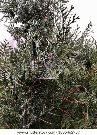 Beauty of nature part of the fir branches and frozen cobweb