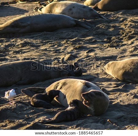 Animals on San Simeone beach in California, USA. The picture was taken in December 2019. 