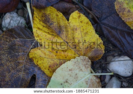 Background texture with autumnal leaves on the floor, in spain