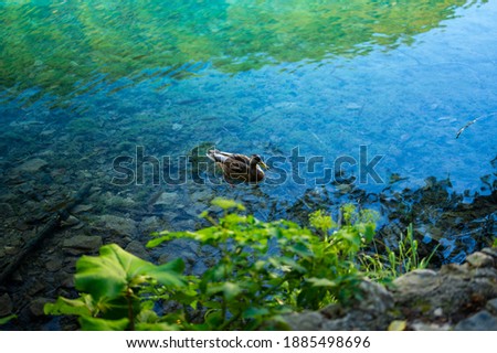 Duck in turquoise blue water in lake with nature and trees around