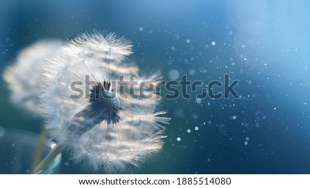 Macro dandelion at blue background. Freedom to Wish. Seed macro closeup. Goodbye Summer. Hope and dreaming concept. Fragility. Springtime. soft focus. Macro nature. Royalty-Free Stock Photo #1885514080