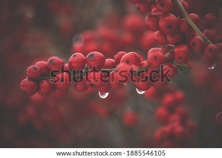 Red berries Rowan seen on a Winter Day in Connecticut USA