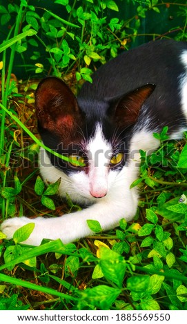 Pekanbaru, Indonesia - Jan 02th, 2020 - a cat lying in the grass