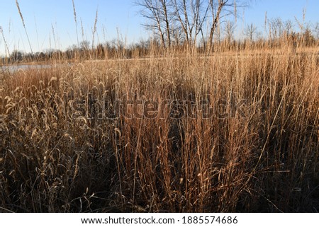 Prairie grass that has turned reddish near the end of the fall season. Picture taken in Dardenne Prairie Park in O’Fallon, Missouri.