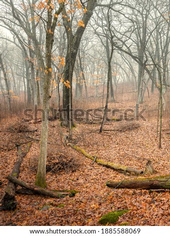 autumn season in the forest