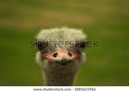 Ostrich portraits in the sun Royalty-Free Stock Photo #1885615966