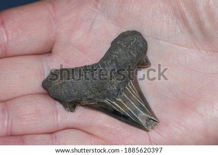 A prehistoric sharks tooth being held on the palm of a hand.